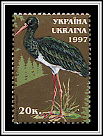 Ciconia Nigra