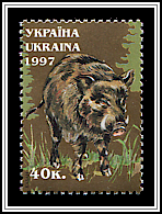 Sus Scrofa