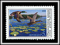 Anas Platyrhynchos