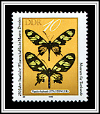 Papilio Hahneli