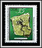 Fossil Frog