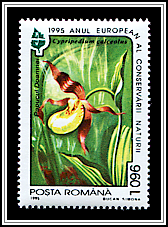 Cypripedium Calceolus