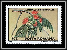 Albizia Julibrissin