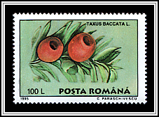 Taxus Baccata