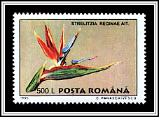 Strelitzia Reginae