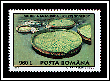 Victoria Amazonica
