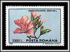 Rhododendron Indicum