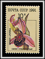 Ophrys Apifera