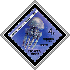 Rhizostoma Pulmo
