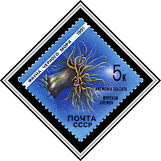 Anemonia Sulcata