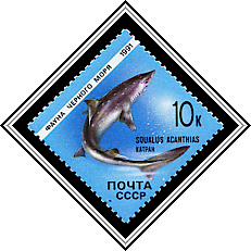 Squalus Acanthias
