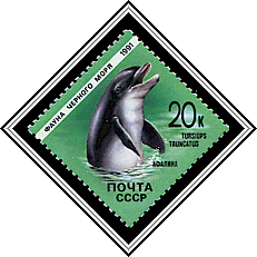 Tursiops Truncatus