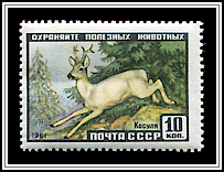 Capreolus Capreolus Pygargus