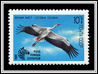 Ciconia Ciconia