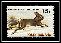 Oryctolagus Cuniculus