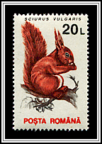 Sciurus Vulgaris