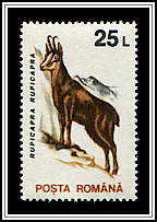 Rupicapra Rupicapra