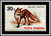Vulpes Vulpes