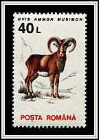 Ovis Ammon Musimon
