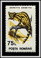 Genetta Genetta