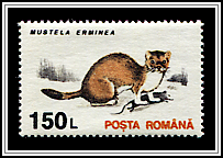 Mustela Erminea