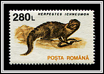 Herpestes Ichneumon