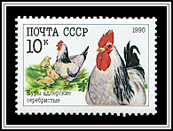 Gallus Gallus Domesticus