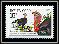Meleagris Gallopavo