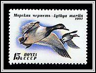 Aythya Marila