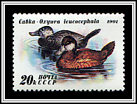 Oxyura Leucocephala