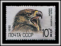 Aquila Chrysaetos