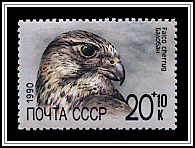 Falco Cherrug