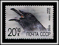 Corvus C	orax