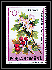 Crataegus Monogyna