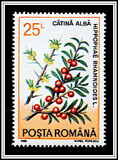 Hippophae Rhamnoides