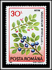 Vaccinium Myrtillus
