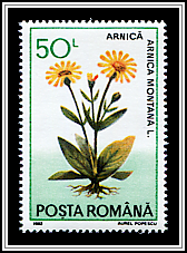 Arnica Montana