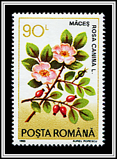 Rosa Canina