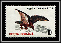 Aquila Chrysaetos