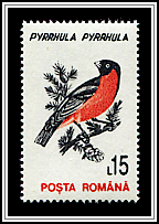 Pyrrhula Pyrrhula
