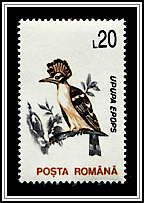 Upupa Epops