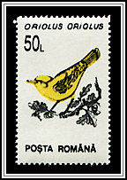 Oriolus Oriolus