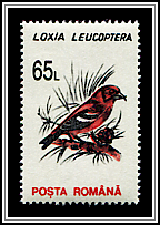 Loxia Leucoptera