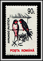 Hirundo Rustica