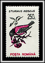Sturnus Roseus
