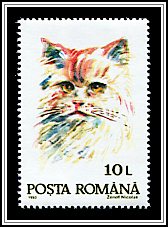 Domestic Cat