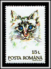 Domestic Cat