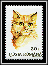 Domestic Cat