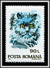 Domestic Cat
