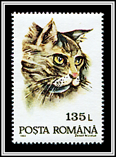 Domestic Cat